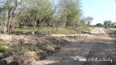 Леопард на охоте