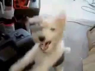 Если на собаку дунуть гелием (hq).mp4