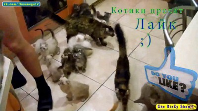 котики просят лайк;)