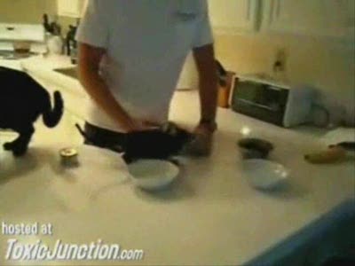 особо голодный кот.