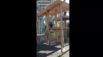 Самоубийство обизяны.