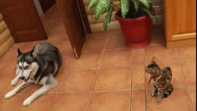 Хаски знакомится с новым другом