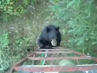 Black Bear