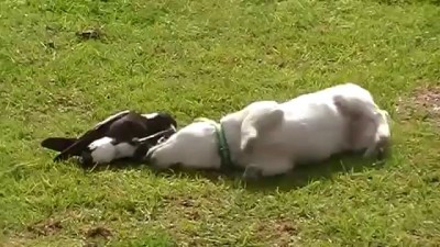 Щенок и сорока