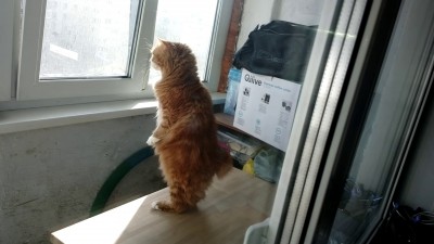 Кот-сурикат