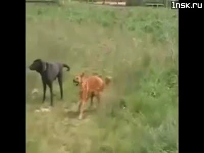 Собака-Танцевака