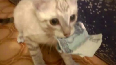 Кот-воришка