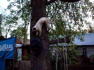 Котэ трусишка