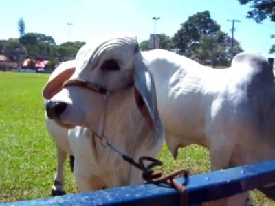 Корова и ребенок