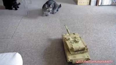 ТАНК против КОТОВ