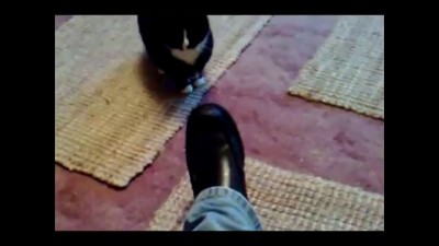 Epic battle cat fight with a shoe.avi