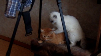 Котомассаж