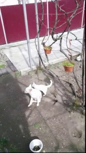 Дружба белых