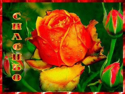 Спасибо жизнь