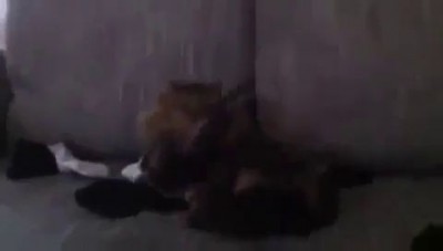 Кот Гитлера