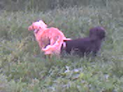 Помогли собачкам