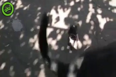 маленький котэ