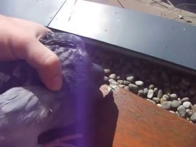 Голуби засранцы)