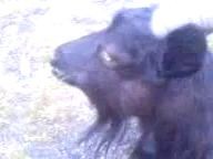 Козы едят сигареты