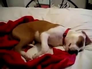 ООООчень смешная собака!!!