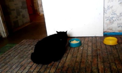 Кошка и каша