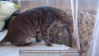 Мой кот играет с ящеркой