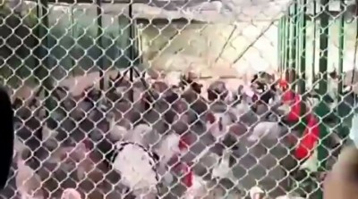 The Turkey Whisperer