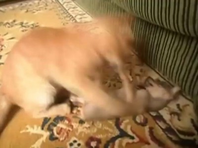 Кот против собаки