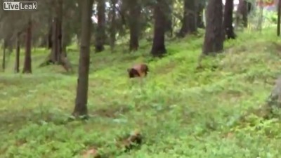 пёсик попал