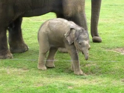 Маленький слоняшко