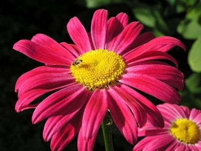 О цветах. Алиса Фрейндлих