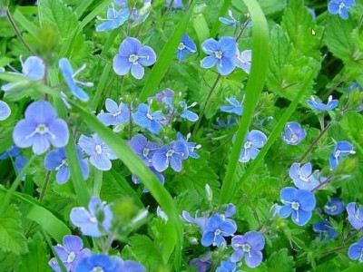 Песняры. Вероника