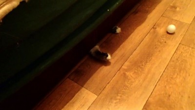 Кошачий футбол