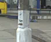 Парнокопытное лезет в автобус