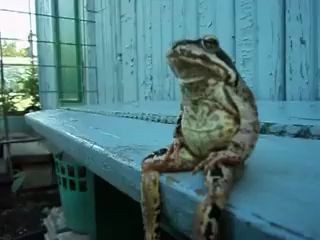 A Frog Sitting on a Bench Like a Human