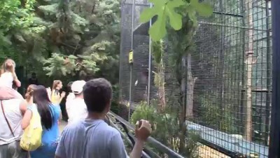  шимпанзе отжигает