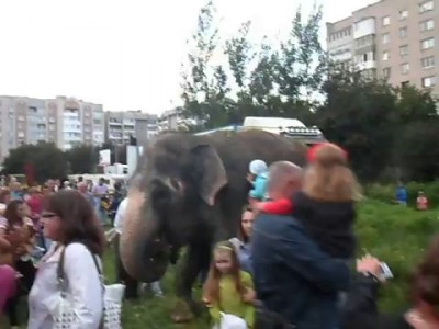 Луцк.Слоны пасутся