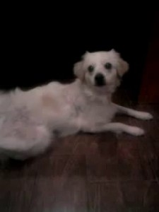 Бим белое ухо учится говорить