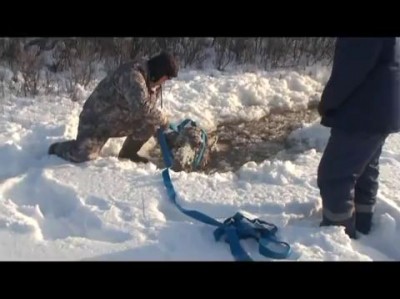 Спасение лосихи