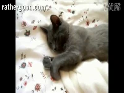 Поющие кошки