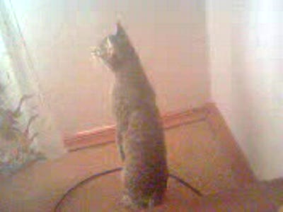 кот отжигает