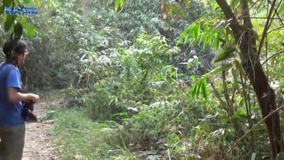 слоненок Дамбо