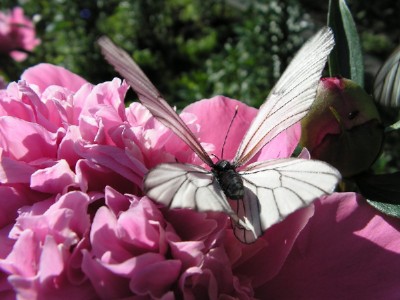 К Элизе. Людвиг Ван Бетховен (слайд-шоу)