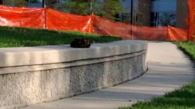 Утята преодолевают трудности