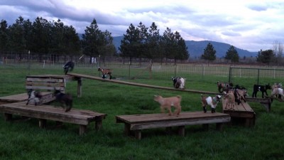 Козлята гоняют хоровод