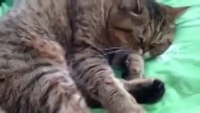 Сильно спящий кот