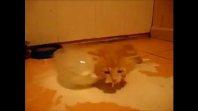 молоко! я схожу с ума!