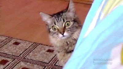 кот задумал что-то