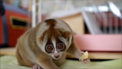 Slow Loris eating Banana