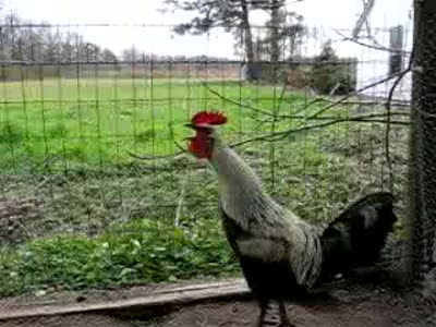 Прокачанный петух